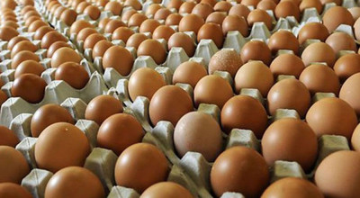 माग बढेसँगै अण्डाको समर्थन मूल्य बढ्यो,मूल्य बढेपनि किसानले लागत मूल्य पाउन सकेन 